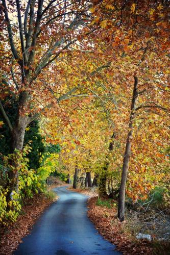 a tree lined road with autumn leaves on it at Kasoni Home , Απόλυτα κεντρικό διαμέρισμα μπροστά στη λίμνη in Kastoria