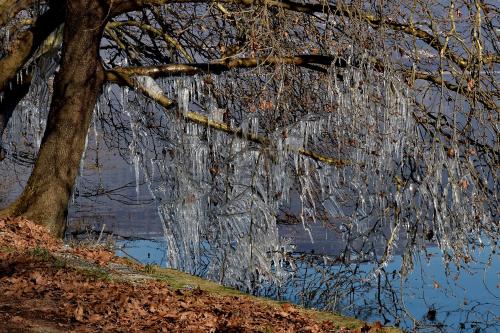 a tree with icicles hanging from it next to a lake at Kasoni Home , Απόλυτα κεντρικό διαμέρισμα μπροστά στη λίμνη in Kastoria