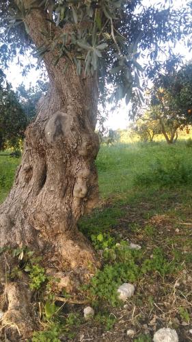 a tree with a face in the middle of a field at Il Giardino Del Sole in Agnone Bagni