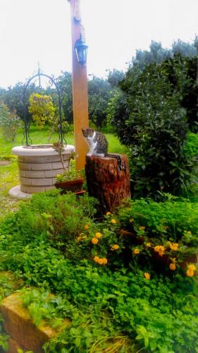 a cat sitting in a planter in a garden at Il Giardino Del Sole in Agnone Bagni