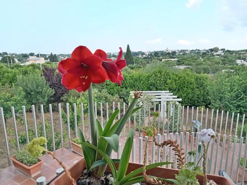 a red flower in a pot next to a fence at Casa Mastronardi in Castellana Grotte