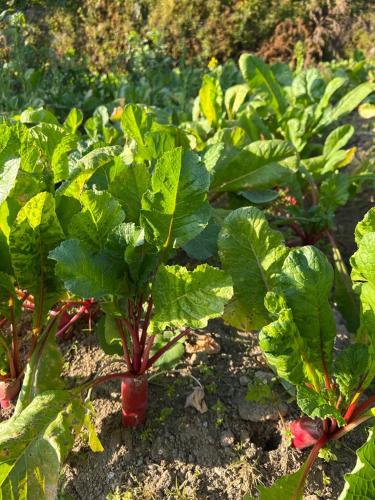 a group of radishes growing in a garden at Prakriti Resort and Organic Farm Pvt. Ltd. in Burhānilkantha