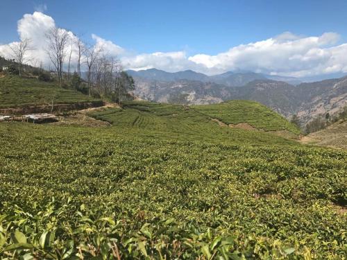 a large green field with mountains in the background at Prakriti Resort and Organic Farm Pvt. Ltd. in Burhānilkantha