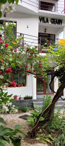 um edifício branco com flores em frente em Pensiunea Vila Geany SRL em Băile Herculane