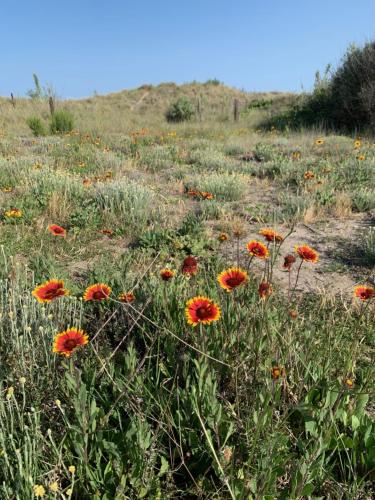 a field of red flowers in a field at Mon Petit Paradis, vue sur dunes et mer, accès direct plage Robinson, terrasse, WIFI, parking privé, très ressourçant, à Marseillan Plage in Marseillan