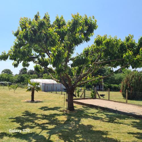 un árbol en un campo con una tienda en el fondo en chez charly et jo, en La Suze-sur-Sarthe