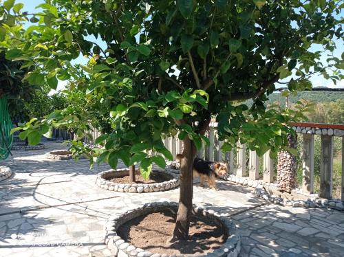 a dog standing next to a tree next to a fence at casa dei limoni in Peschici