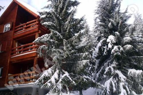 duas árvores cobertas de neve em frente a um alojamento de turismo selvagem em VILA DARIA em Vartop