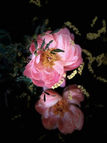 a group of pink flowers on a black background at Amour Amour Love Room in Penvénan