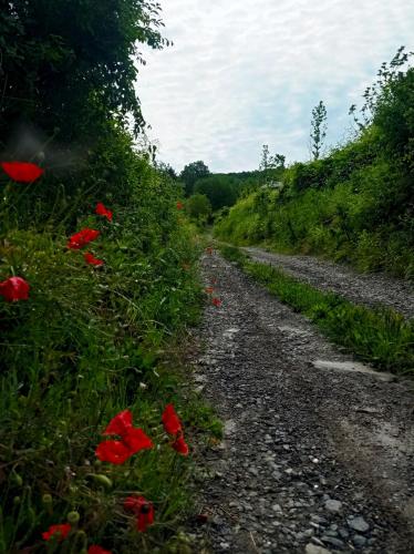 a dirt road with red flowers on the side at Vikendica Smokvica in Sremski Karlovci