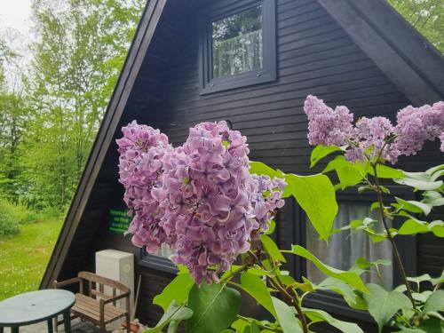 a purple flower in front of a house at Ferienhaus Marie 125 in Bad Arolsen