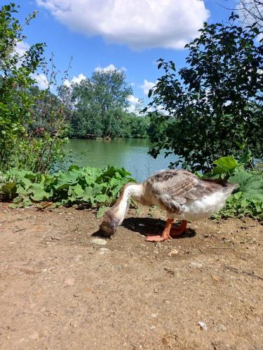 a duck standing on the ground near a body of water at Les gîtes de L'Isle Jourdain in Pujaudran