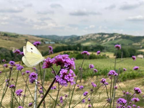 a white butterfly sitting on purple flowers in a field at Agriturismo Camponovo in Brisighella