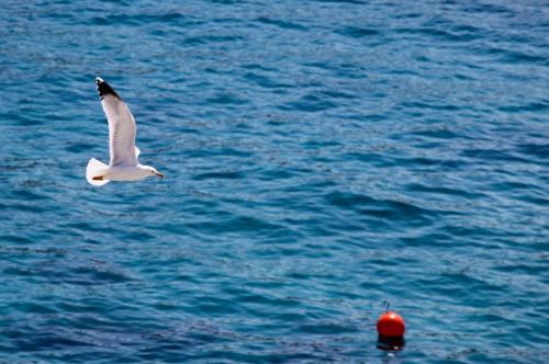 Fotografie z fotogalerie ubytování Feelhvar along BlueLagoon beach v destinaci Hvar