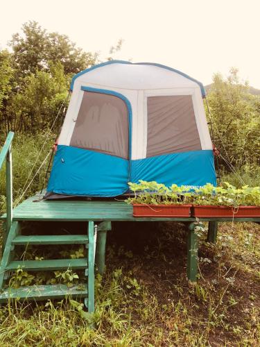 a blue and white tent on a table with plants at Tereza glamping in Sanain