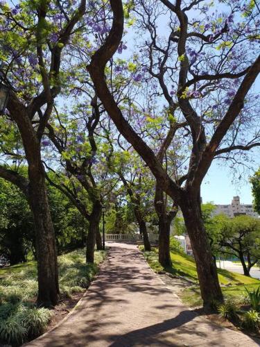 a tree lined road in a park with trees at Depto de lujo con pileta en San Telmo in Buenos Aires
