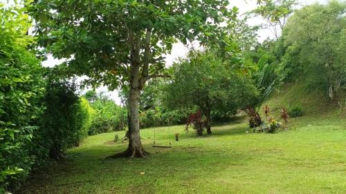 uma árvore no meio de um campo de relva em casa en la estación cocornà em Puerto Triunfo