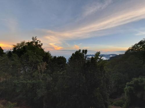 a view of a forest of trees at sunset at Tiny House Jaulares in Rivas
