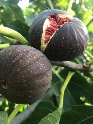two avocados growing on a tree at Tereza glamping in Sanain
