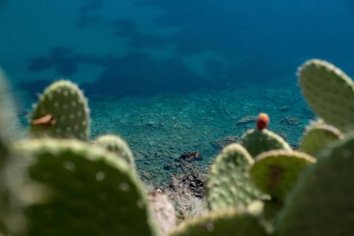 a man standing in front of a cactus at B&B La Manica in Milazzo