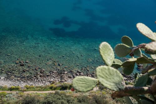 a view of the ocean with a cactus at B&B La Manica in Milazzo