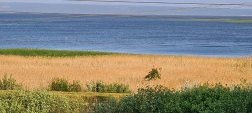 a field of tall grass next to a body of water at Zalamo in Kąty Rybackie