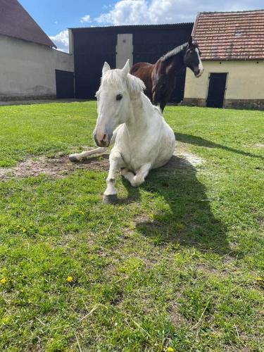 a white horse laying on the grass in a field at Stajnia Tarnowo Pałuckie in Tarnowo Pałuckie