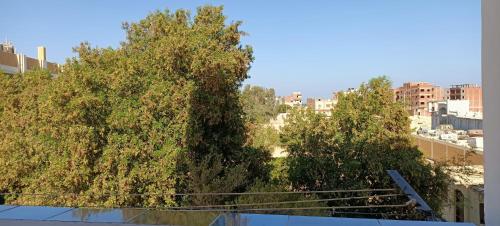 a group of trees on top of a building at شقه ٦٠ متر in Quseir