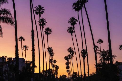 un grupo de palmeras frente a una puesta de sol en The Palomino - Modern, Stylish, Secure Entry, Spacious Condo with 2 Master Bedrooms, WLK to Pier en Los Ángeles