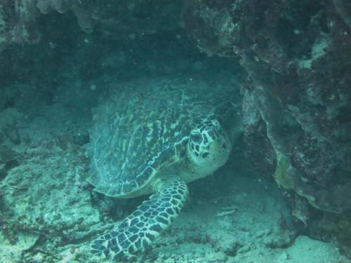 a sea turtle swimming in the water at HAKS Boutique B&B with Pool & Farm-to-Table Dining in Lahad Datu
