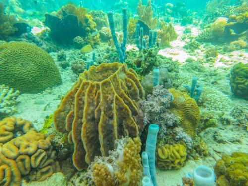 a coral reef with lots of corals and fishes at HAKS Boutique B&B with Pool & Farm-to-Table Dining in Lahad Datu