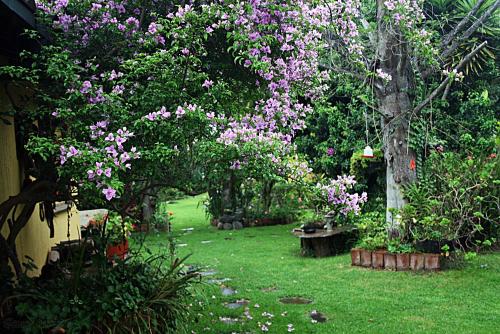a garden with trees with pink flowers on it at Hostal Saint Mary´s Tababela in Tababela