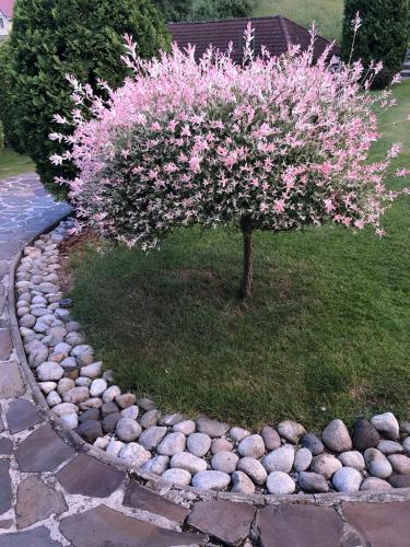a tree with pink flowers in a rock garden at Chata Pepa in Bobrovník