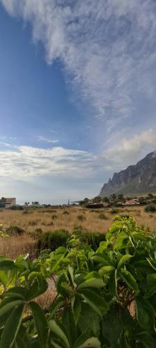 a green plant in the middle of a field at HOTEL Cala Buguto in Custonaci