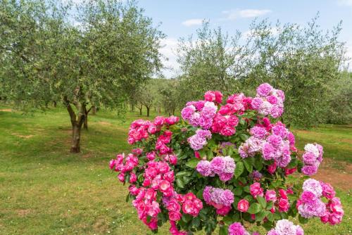 a large bush of pink flowers in a field at Apartment Luma in Vižinada