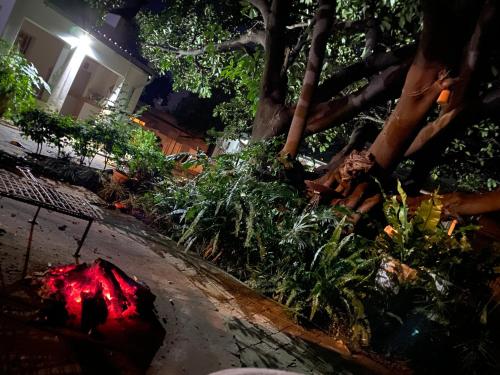 a garden at night with flowers and plants at La Bella B&B Under The Fig Tree in Bela-Bela