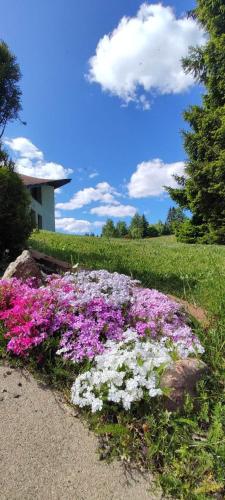a bunch of purple and white flowers in a field at Šírovka in Horní Polubný