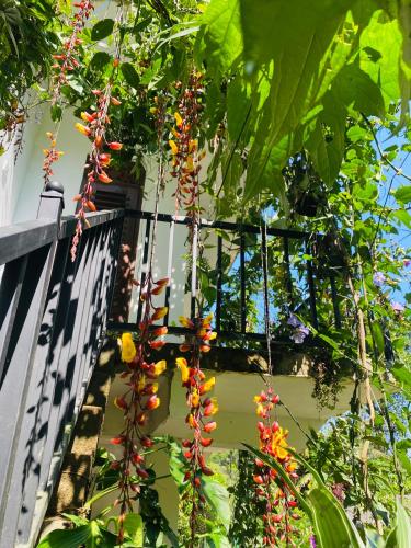 a bunch of flowers hanging from a tree at The kingdom of ella in Ella