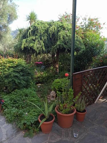 a group of plants in pots next to a fence at Il Glicine cozy appartamnent, near Sestri Levante between Cinque terre e Portofino in Casarza Ligure