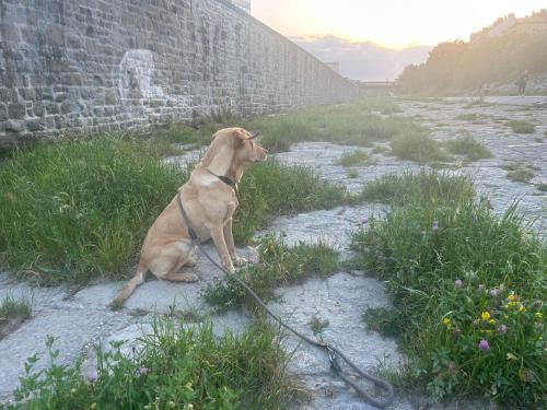a dog on a leash sitting next to a wall at Apartment Wien West in Vienna