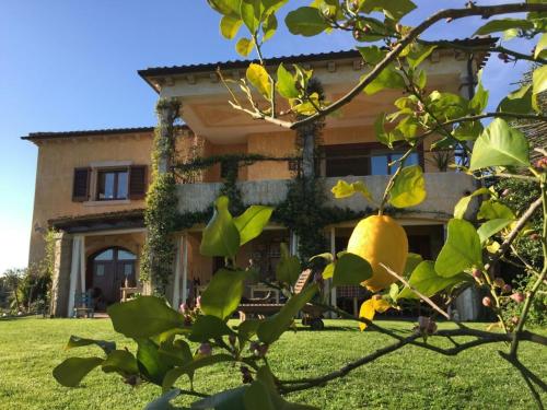 a house with a green yard with a tree at B&B La Murichessa in Arzachena