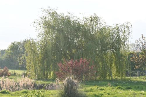 a large weeping willow tree in a field at Chambre d'hôte L'Oiseau Blanc in Saint-Nizier-le-Désert