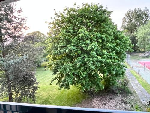 a large tree outside of a window at Appart - Rés du Parc- Hardelot in Hardelot-Plage