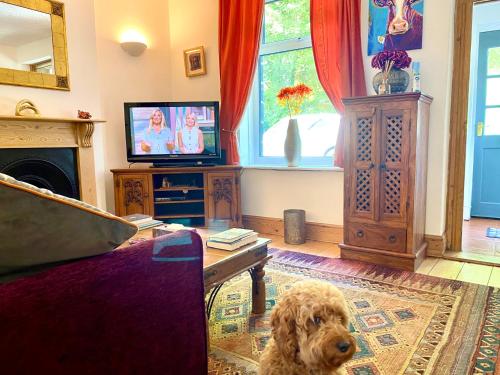 - un chien assis sur un canapé dans le salon dans l'établissement Large, characterful cottage in Buxworth, High Peak, à Buxworth