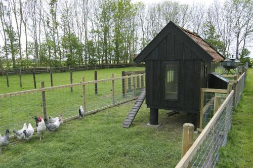 a group of chickens walking around a chicken coop at Vakantiehuisje Ursula in Workum