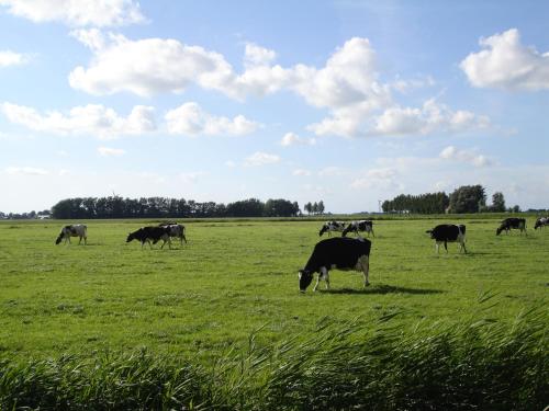 a herd of cows grazing in a field of grass at Vakantiehuisje Ursula in Workum