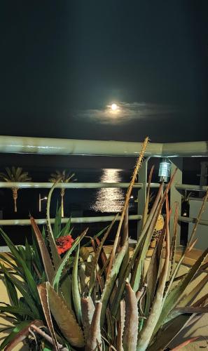 a plant on a balcony with the moon in the background at Apartamento Playa del Faro in Garrucha