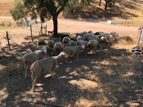 Άλλα ζώα σε αυτή η παραθεριστική κατοικία ή στη γύρω περιοχή