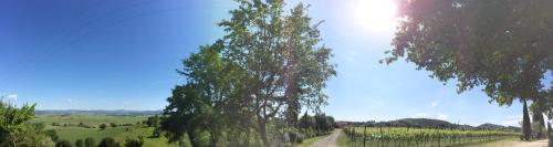 a road with trees on the side of a field at Villa Acquaviva Wine Resort in Montemerano