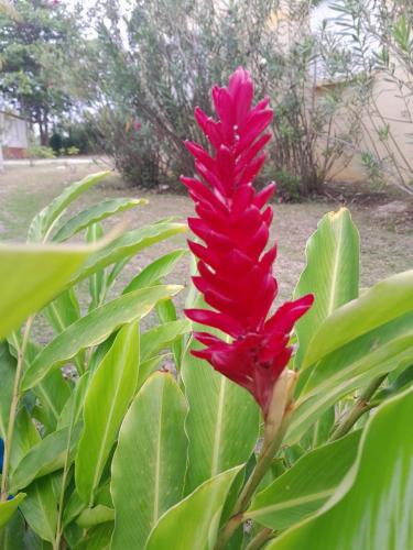 a red flower on a plant with green leaves at Au Village de Menard in Saint-Louis